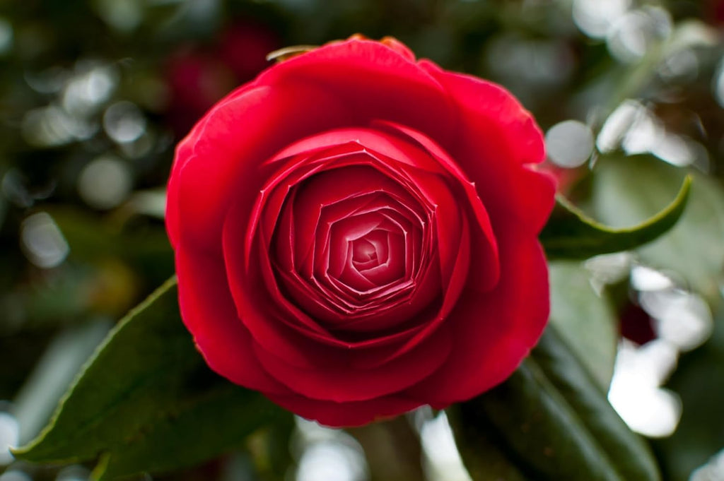 Red Camellia Flower | Red Camellia Plant
