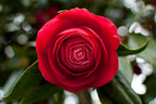 Red Camellia Flower | Red Camellia Plant
