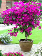 Pink Bougainvillea Flower | Pink Bougainvillea Plant