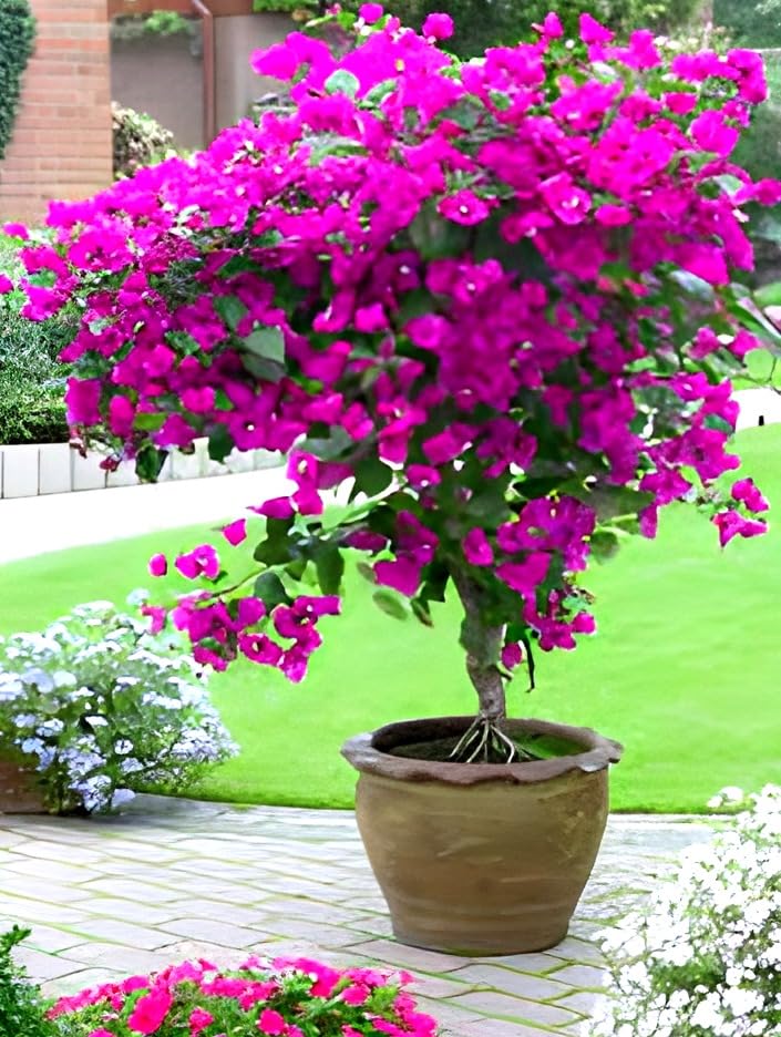 Pink Bougainvillea Flower | Pink Bougainvillea Plant