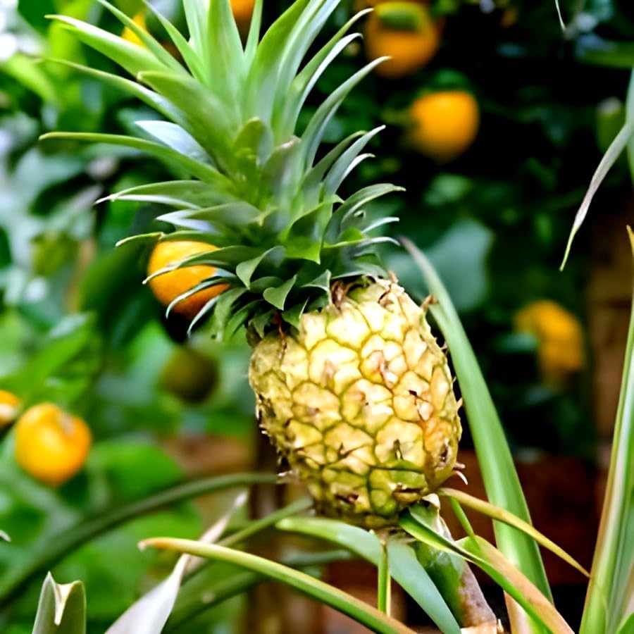 Pineapple Fruit | Pineapple Plant
