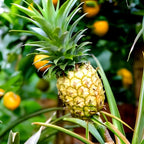 Pineapple Fruit | Pineapple Plant