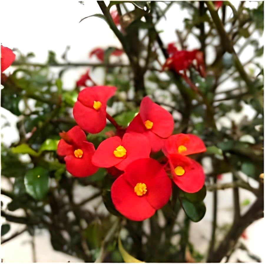 Euphorbia Flower | Euphorbia Plant