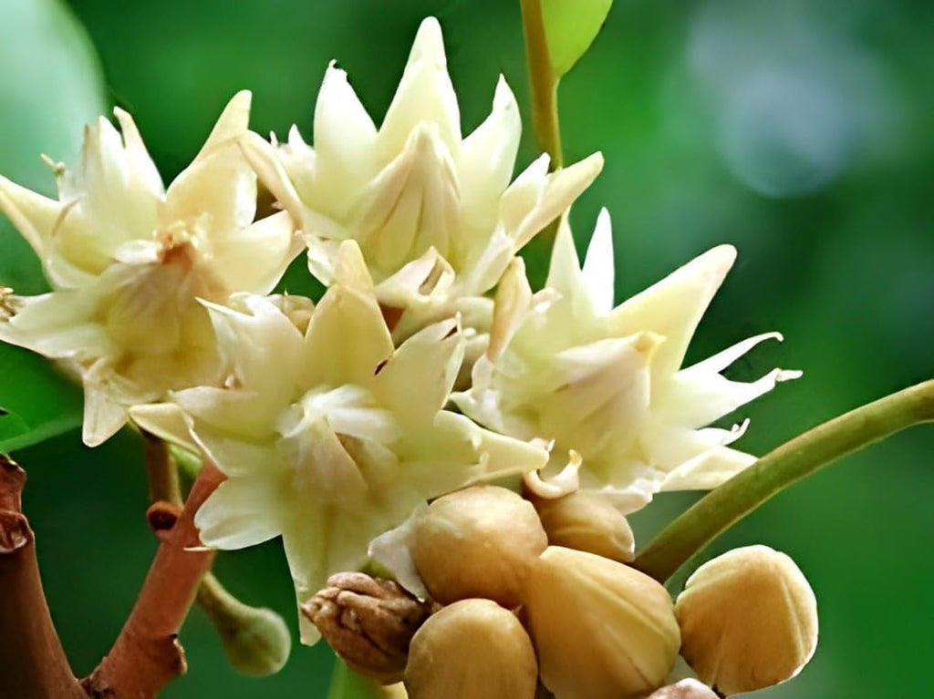 Spanish Cherry | Bakul Flower Plant