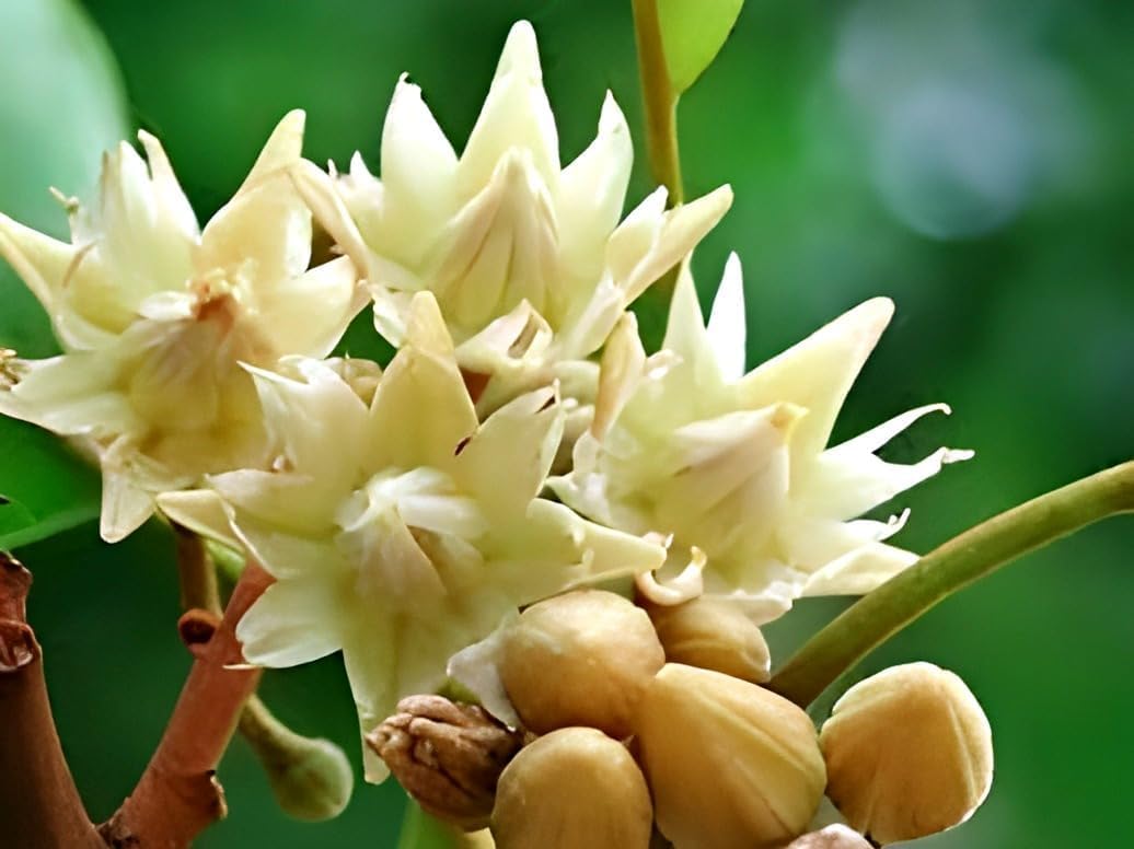 Spanish Cherry | Bakul Flower Plant