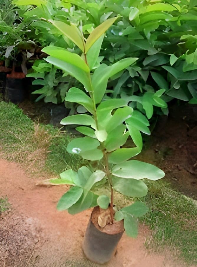 1KG Guava Fruit | 1KG Guava Plant