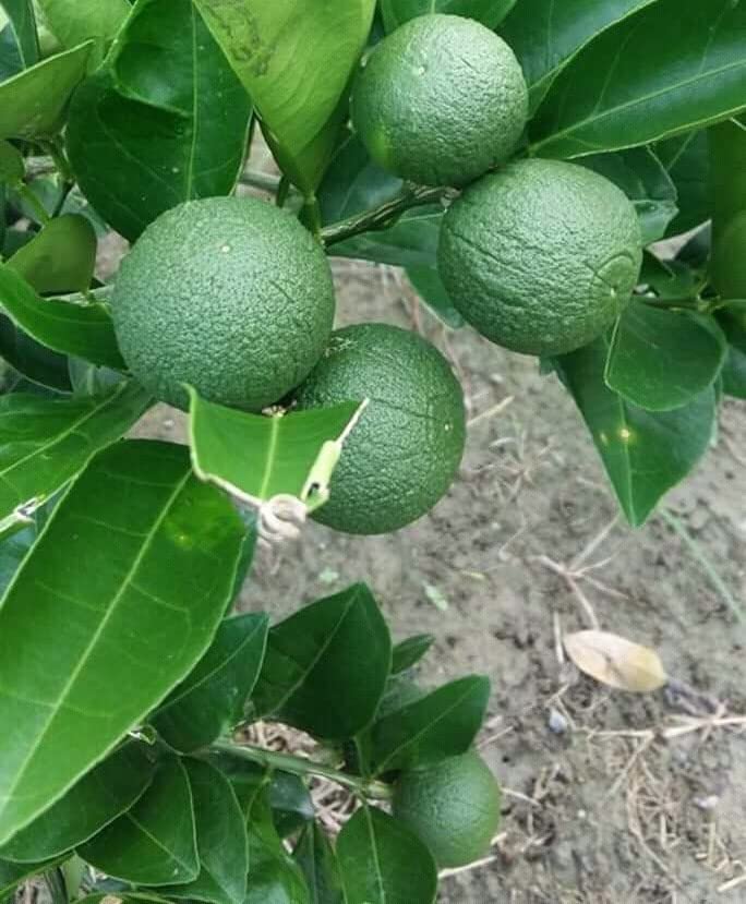 Mosambi Fruit | Sweet Lemon Plant