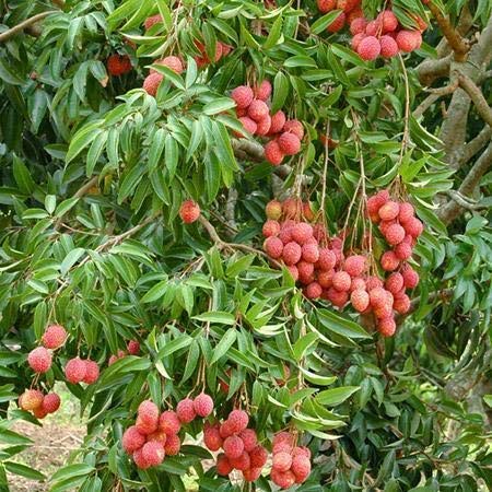 Lychee Fruit | Lychee Plant
