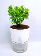 Organic Table Kamini Plant | Table Kamini Plant