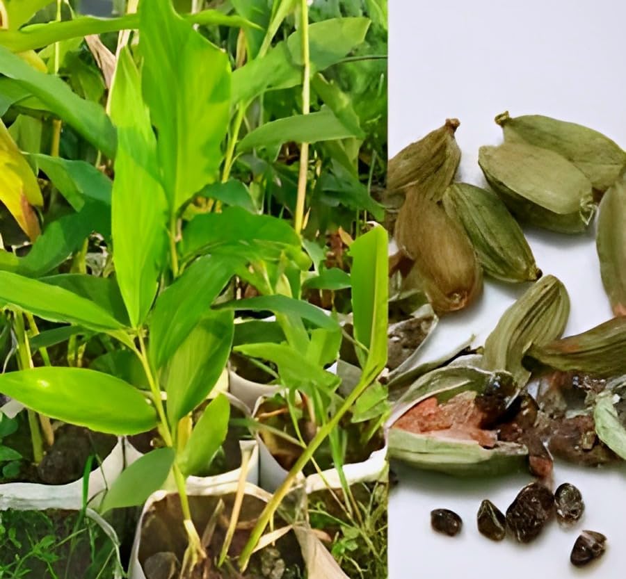 Green Cardamom (Elaichi) | Green Cardamom Plant