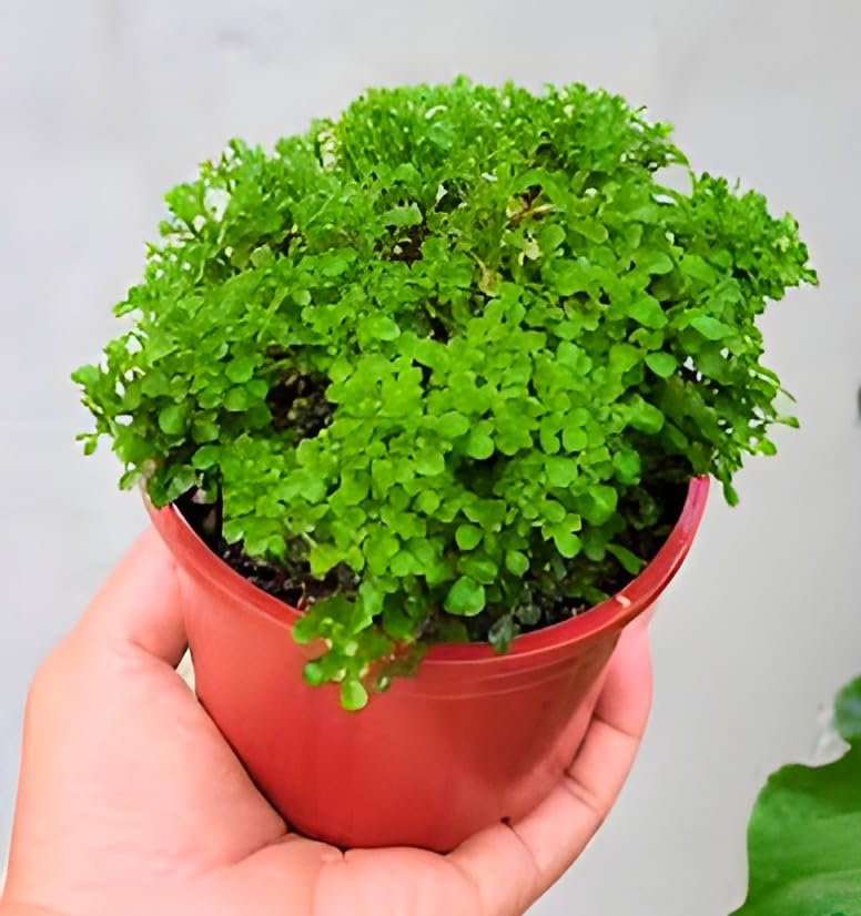 Dwarf Plant | Table Kamini Plant