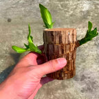 Brazilian wood indoor plant Pack of 2