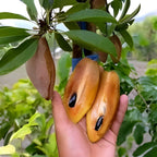 Thai Langcha Sapota Fruit | Chiku Plant
