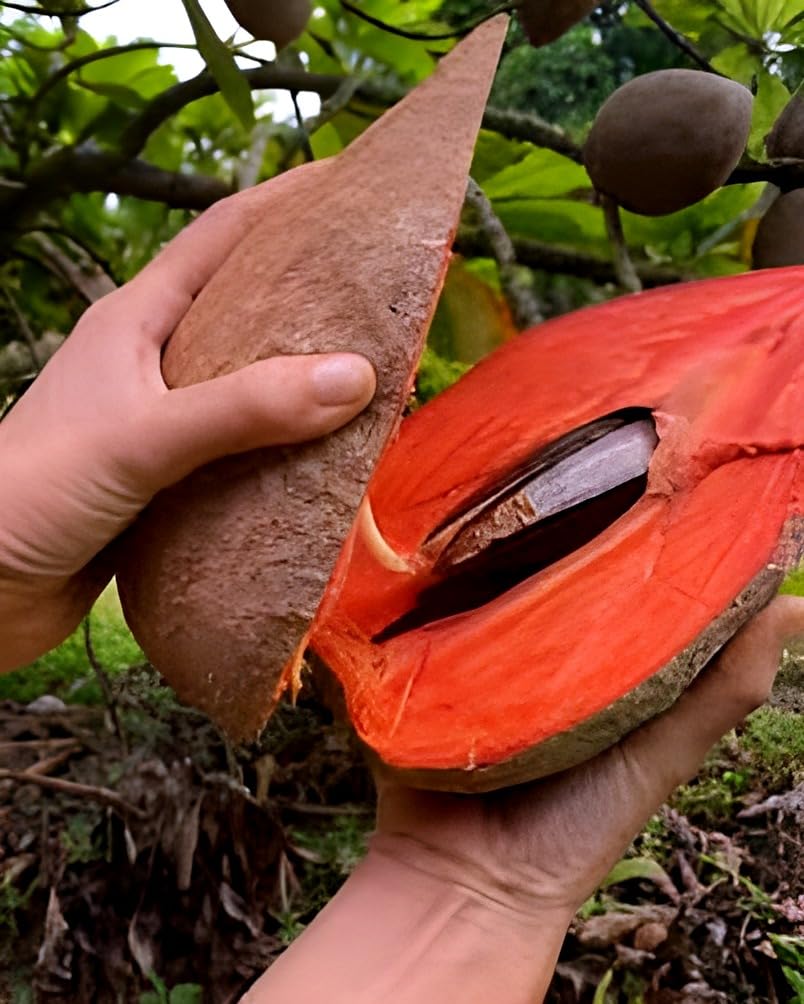 Sapota Fruit (Chikoo) |  Sapota Plant