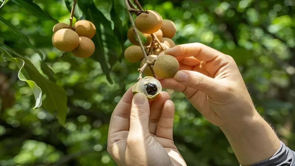 Dragon Eye Fruit | Dimocarpus Longan Tree