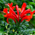 Red Tecome Flower | Red Tecome Plant