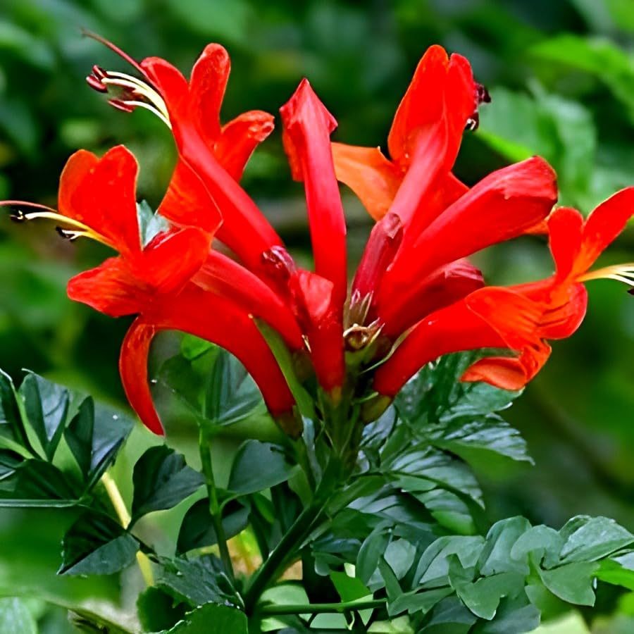 Red Tecome Flower | Red Tecome Plant