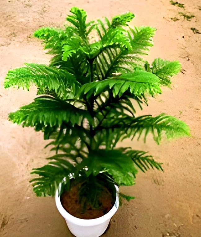 Christmas Tree | Araucaria Plant