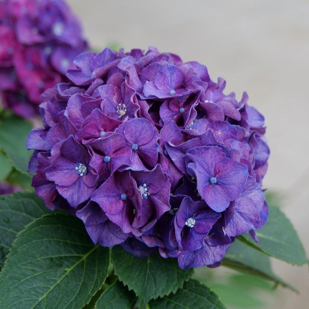 Hydrangea Flower  (Dark Purple Colour) | Hydrangea Plant