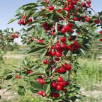 Cherry Fruit | Red Cherry Plant