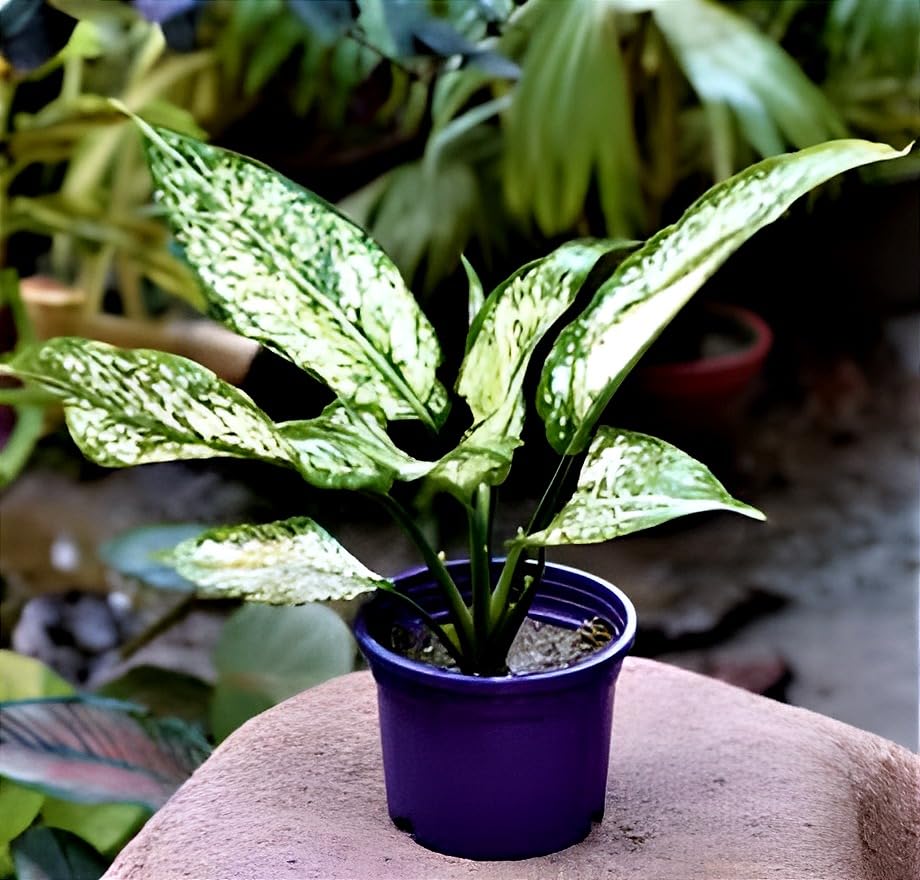 Green Aglaonema | Aglaonema Plant