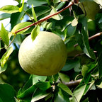 Dwarf Plant | Thai Bel Tree