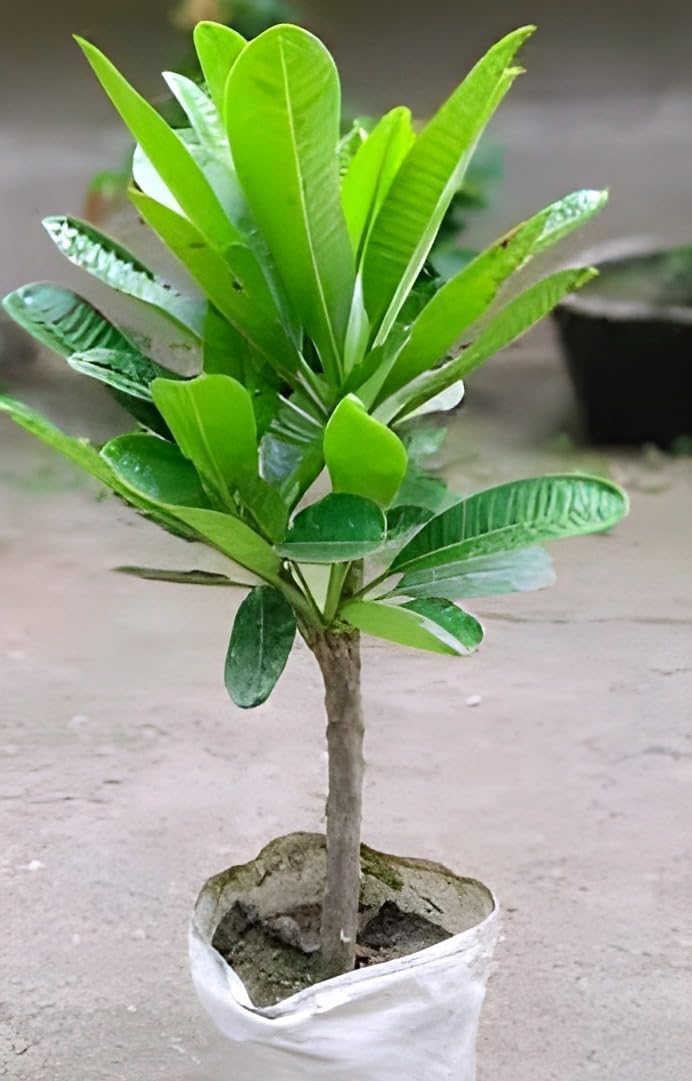 Red Plumeria Flower | Red Plumeria Plant