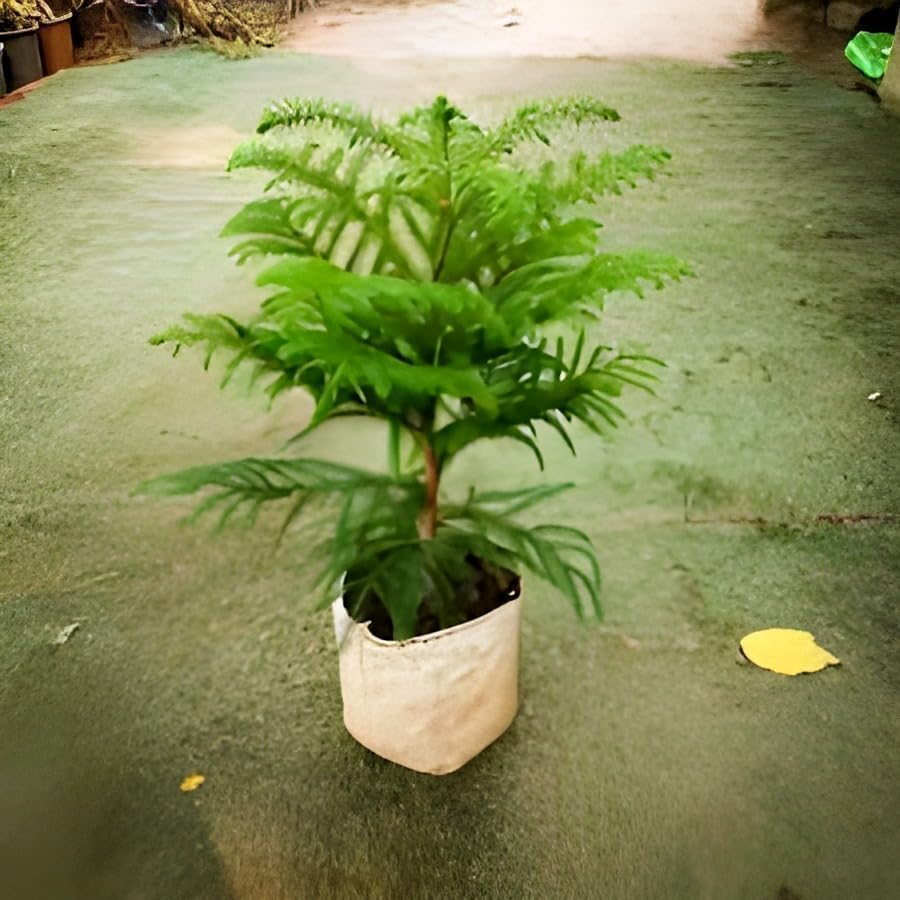 Christmas Tree | Araucaria Heterophylla Plant