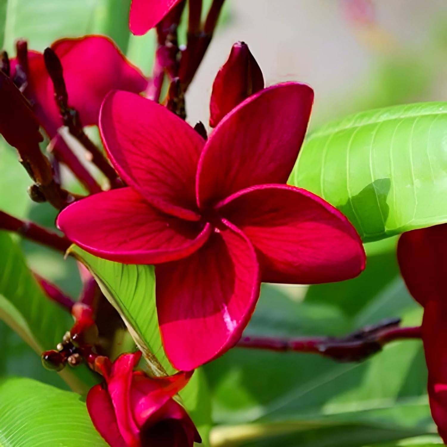 Red Plumeria Flower | Red Plumeria Plant