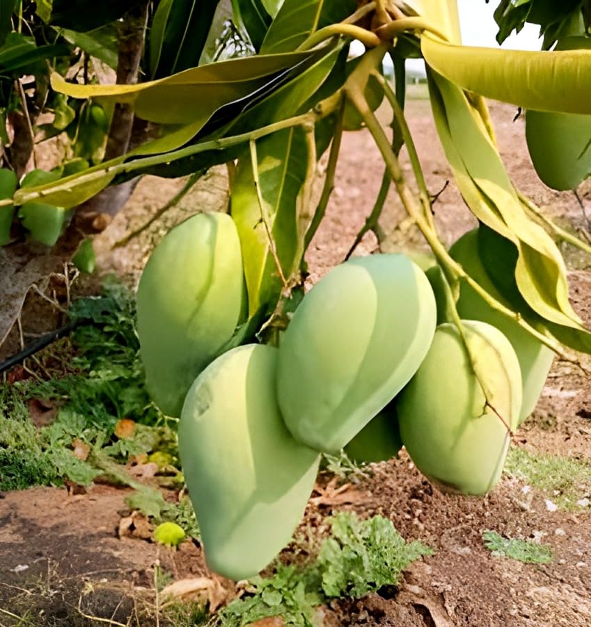 Suvarnarekha Mango Fruit | Suvarnarekha Mango Plant