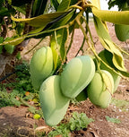 Suvarnarekha Mango Fruit | Suvarnarekha Mango Plant