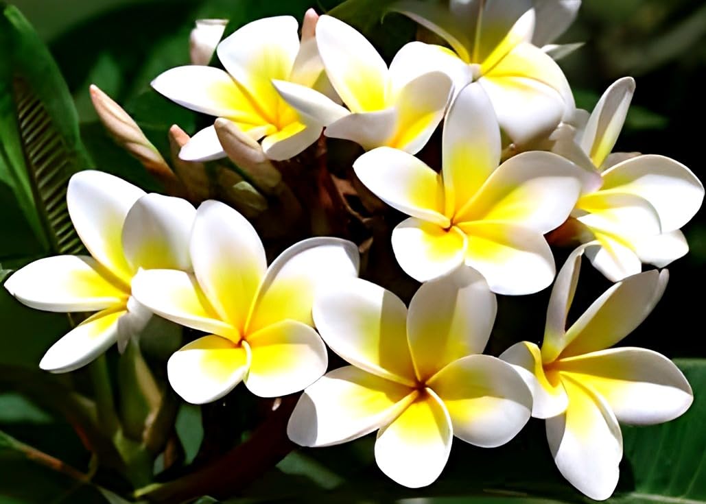Champa Flower | Plumeria Plant