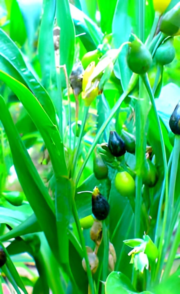 Vaijayanti Mala |  Vaijayanti Mala Plant