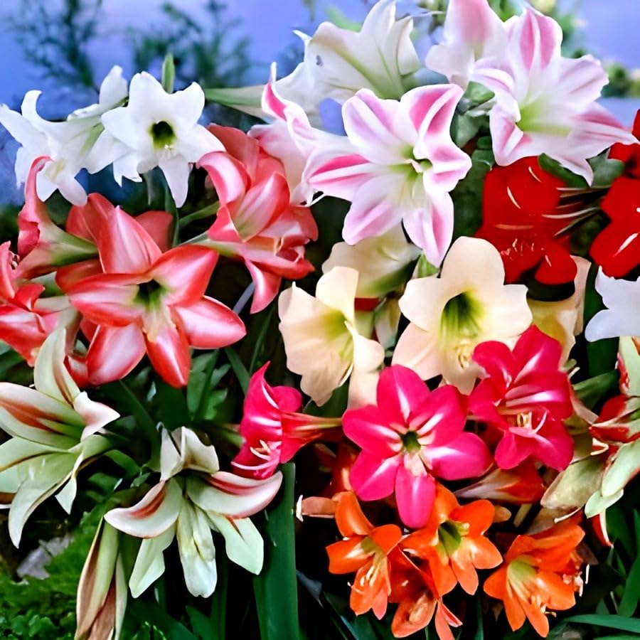 Multi Colour Lily Flower | Amaryllis Lily Plant