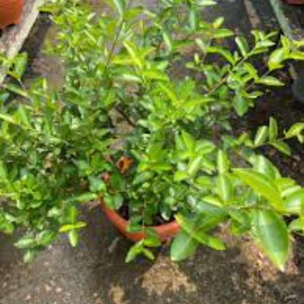 Cherry Fruit | Red Cherry Plant