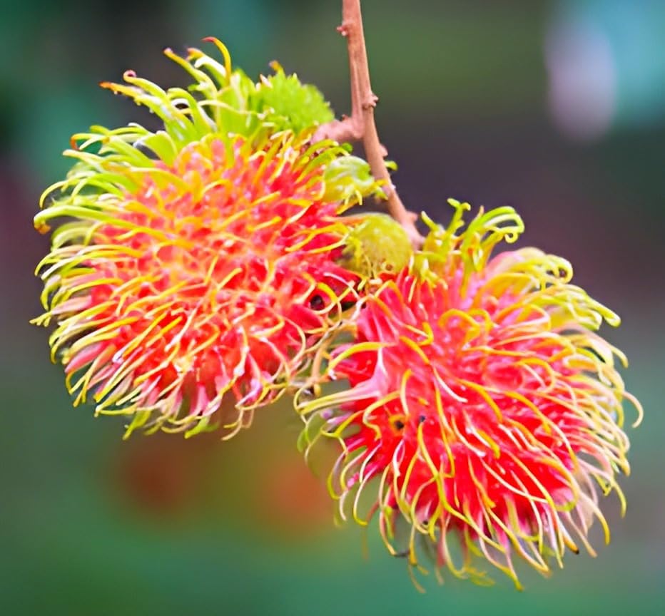 Red Rambutan Tropical Fruit | Red Rambutan Tropical Plant
