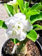 White Bonsai Plant | Adenium Plant