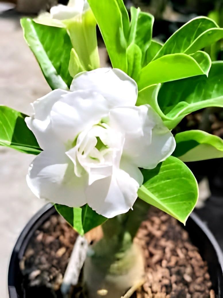 White Bonsai Plant | Adenium Plant