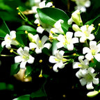 Madhu Kamini Flower | Madhu Kamini Plant