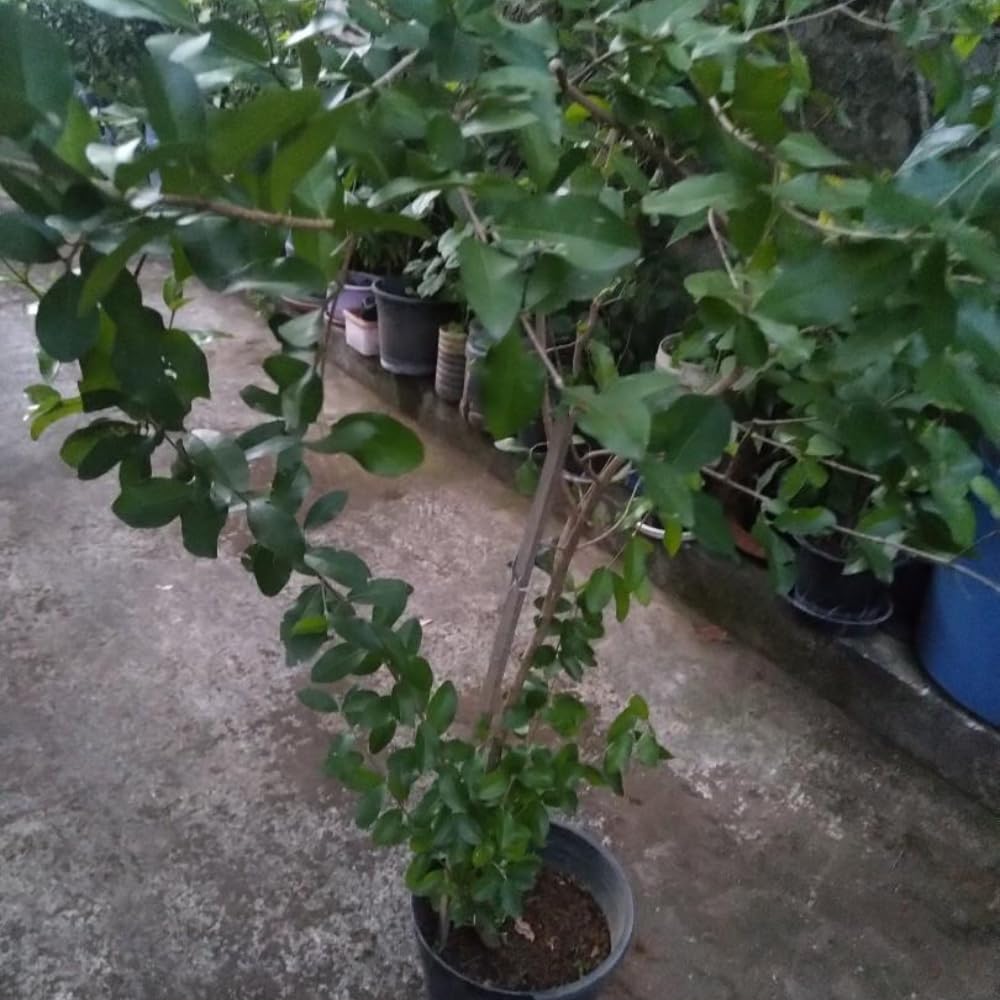 Cherry Fruit | Red Cherry Plant