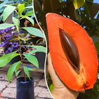 Sapota Fruit (Chikoo) |  Sapota Plant