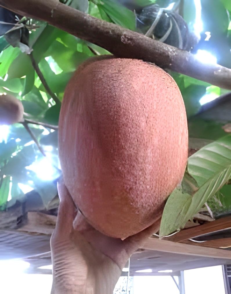 Sapota Fruit (Chikoo) |  Sapota Plant