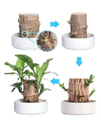 Brazilian wood indoor plant Pack of 2