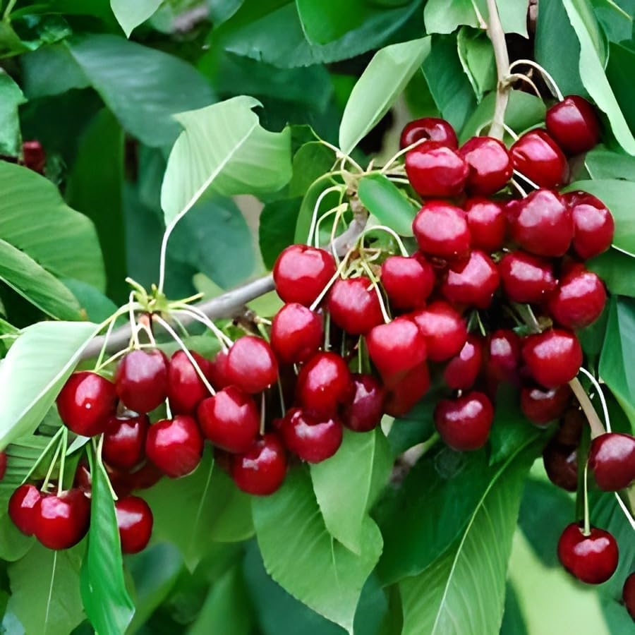 Barbados Cherry Fruit | Cherry Plant
