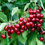 Barbados Cherry Fruit | Cherry Plant