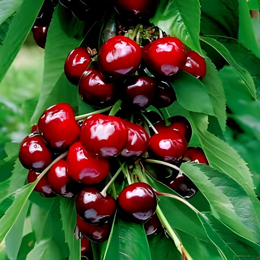 Barbados Cherry Fruit | Cherry Plant