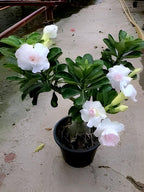 White Bonsai Plant | Adenium Plant