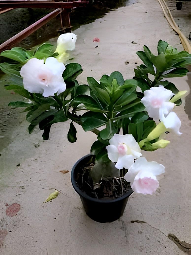 White Bonsai Plant | Adenium Plant