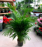 Areca Palm | Areca Palm Plant