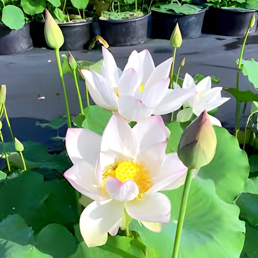 White lotus flower plant